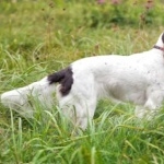 French Spaniel new wallpaper