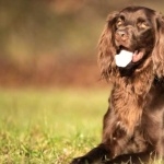 German Longhaired Pointer new wallpaper