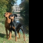 German Pinscher background