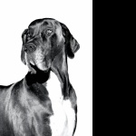 Great Dane wallpapers hd