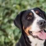 Greater Swiss Mountain Dog wallpapers for desktop