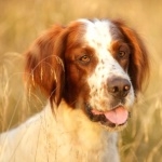 Irish Red and White Setter hd pics