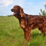 Irish Setter free wallpapers