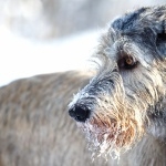 Irish Wolfhound high quality wallpapers