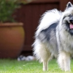 Keeshond funny