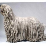 Komondor hd pics