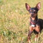 Miniature Pinscher hd wallpaper