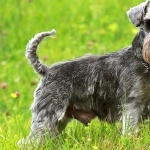 Miniature Schnauzer widescreen