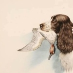 Norfolk Spaniel new wallpapers