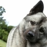 Norwegian Elkhound breed