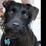 Patterdale Terrier high definition wallpapers