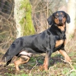 Polish Hunting Dog new photos