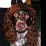 Pont-Audemer Spaniel hd