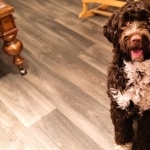 Portuguese Water Dog funny