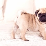 Pug download