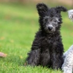 Pumi breed photo