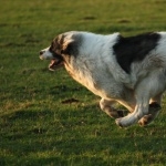 Pyrenean Mastiff download wallpaper