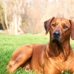 Rhodesian Ridgeback new photos