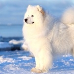 Samoyed breed widescreen