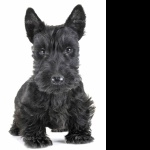 Scottish Terrier image