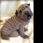 Shar Pei image