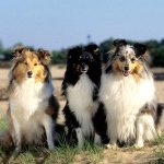 Shetland Sheepdog image