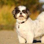 Shih Tzu wallpapers