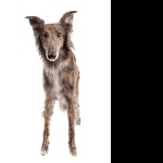 Silken Windhound desktop wallpaper