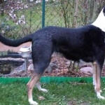 Smooth Collie free