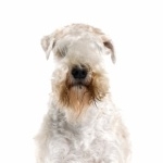 Soft-Coated Wheaten Terrier hd pics