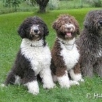 Spanish Water Dog background