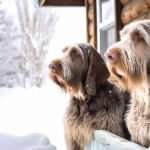 Spinone Italiano photo