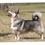 Swedish Vallhund hd wallpaper