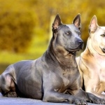 Thai Ridgeback download