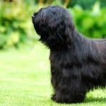 Tibetan Terrier high definition wallpapers