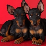 Toy Manchester Terrier desktop wallpaper