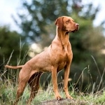 Vizsla images