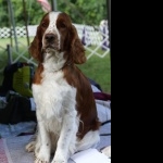 Welsh Springer Spaniel wallpaper