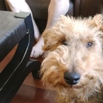 Welsh Terrier funny