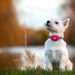 West Highland White Terrier 1080p