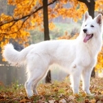 White Shepherd free