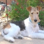 Wire Fox Terrier hd