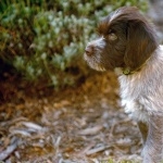 Wirehaired Pointing Griffon hd desktop