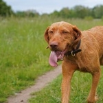 Wirehaired Vizsla free