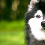 Alaskan Klee Kai photos