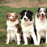 Australian Shepherd 2025