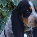 Basset Bleu de Gascogne new photos