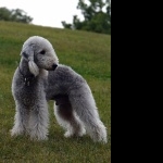 Bedlington Terrier hd wallpaper