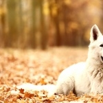 Berger Blanc Suisse new wallpaper