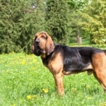 Bloodhound funny